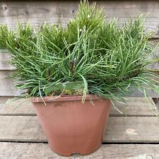 Pinus mugo pumilio for sale  YORK
