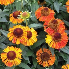 Helenium autumnale short for sale  UK