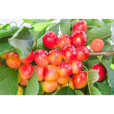 Ft. rainier cherry for sale  Miami