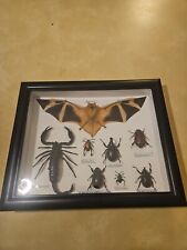 Real spider insect for sale  Fergus Falls