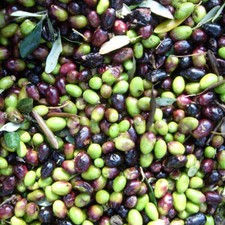 Olea europea coratina usato  Napoli