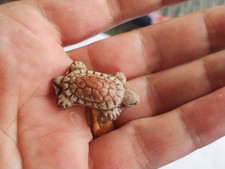 Antique turtle bean d'occasion  Expédié en Belgium