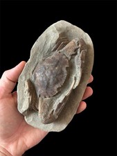 Charybdis complete fossil for sale  DORCHESTER