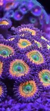 Sunny zoa polys for sale  STOCKBRIDGE