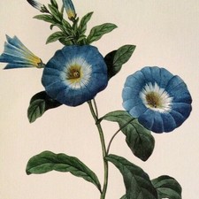 Redoute flowers convolvulus for sale  Sahuarita