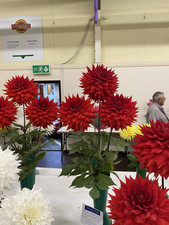 Dahlia tubers kenora for sale  BISHOP AUCKLAND