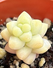 Sedum morganianum burro for sale  South Boston