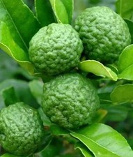 Grafted kaffir lime for sale  Naples