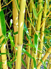 Bambus gelber gartenbambus gebraucht kaufen  Kerpen