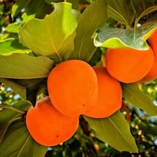 Gal. fuyugaki persimmon for sale  USA