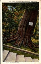 Antique postcard white for sale  Novato