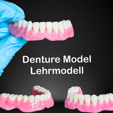 Schaumodell lehrmodel prothès d'occasion  Expédié en France
