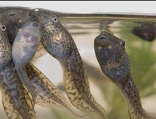 Live tadpoles live for sale  Central City