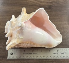 Conch shell horn for sale  Germantown