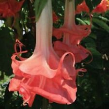 angel trumpet for sale angel trumpet for sale Ravensdale