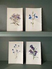Original antique botanical for sale  WELWYN