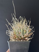 Vieux cactus leuchtembergia d'occasion  Aire-sur-l'Adour