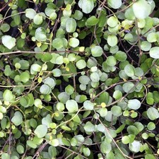Maidenhair vine for sale  NORTHAMPTON