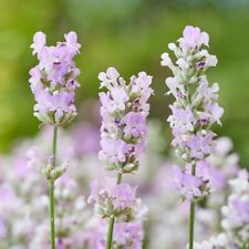 Lavender plug plants for sale  LONDON