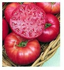 Pomodoro cherokee viola usato  Italia