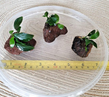 Anubias nana petite for sale  GLASGOW