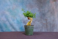 Premna pre bonsai for sale  North Fort Myers