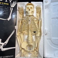 Anatomical correct skeleton for sale  Fort Lauderdale