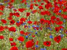 Wild flower meadow for sale  UK