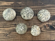 Fossilized cretaceous echinoid for sale  Saint Petersburg
