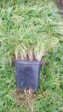 Convallaria japonica nana usato  Merate