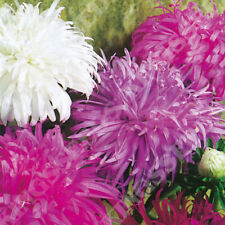 200 aster ostrich for sale  NOTTINGHAM