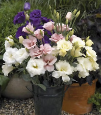 Sale2242 eustoma lisianthus gebraucht kaufen  Dettingen an der Erms
