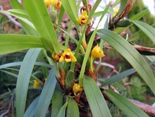 Orchidee maxillaria variabilis d'occasion  Bischoffsheim