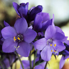 Polemonium bressingham purple for sale  UK