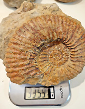Fossile enorme ammonite usato  San Severino Marche