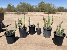 Gal totem pole for sale  Wickenburg