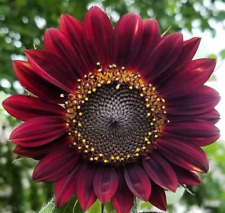 Girasole rosso velluto usato  Spedire a Italy