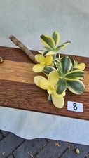 Używany, Grubosz CRASSULA ALBA  na sprzedaż  PL