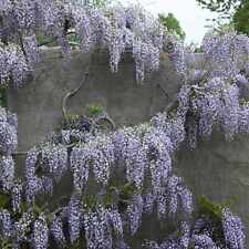 Wisteria floribunda domino for sale  SOUTHAMPTON