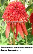 Echinacea CONEFLOWER Colher Dupla OrangeBerry NOVA Flor SÉRIE 15+ Sementes Com GIF comprar usado  Enviando para Brazil