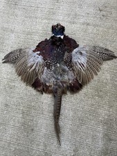 Ringneck pheasant rooster for sale  Shreve