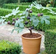 Fignomenal dwarf fig for sale  Tazewell
