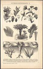 1897 gravure originale d'occasion  Besançon