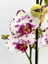 Phalaenopsis viola 12cm for sale  LONDON