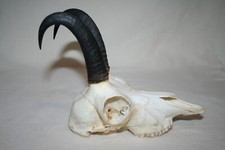 Vtg mountain goat for sale  USA