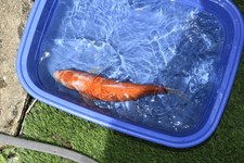 Beautiful kohaku koi for sale  Pompano Beach