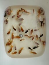 Fantail goldfish oriental for sale  LIVERPOOL