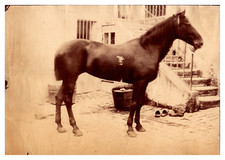 Cheval étalon vintage d'occasion  Pagny-sur-Moselle