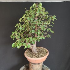 Pre bonsai prunus usato  San Pancrazio Salentino