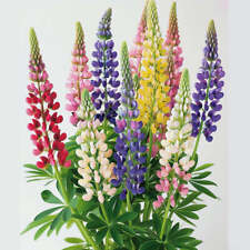Graines lupin nain d'occasion  Clermont-Ferrand-